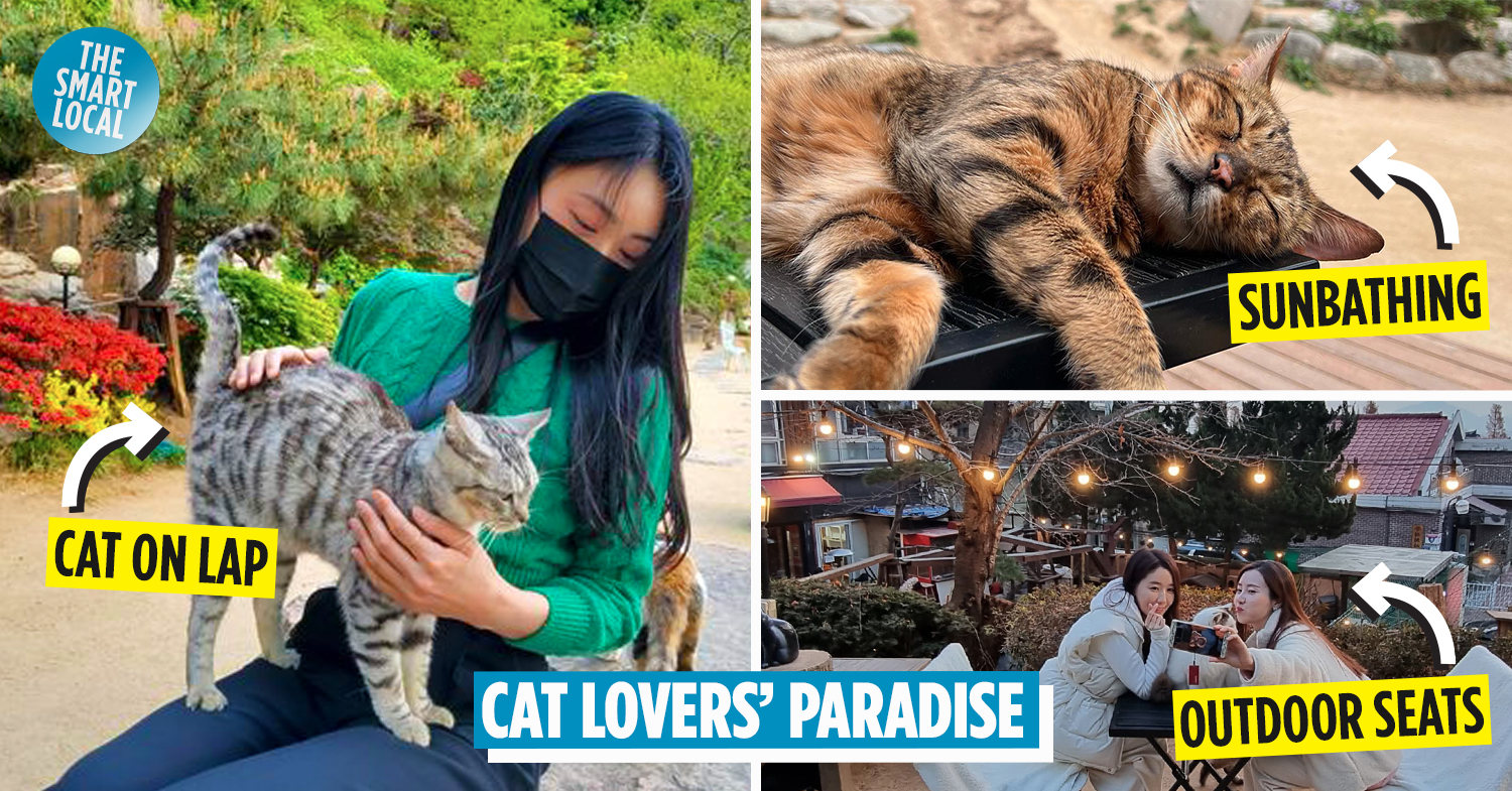 I visited a cat cafe in Korea and I didn't like it - La Vida Nómade