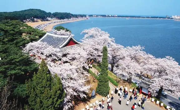 cherry blossom festivals - gyeongpo 2