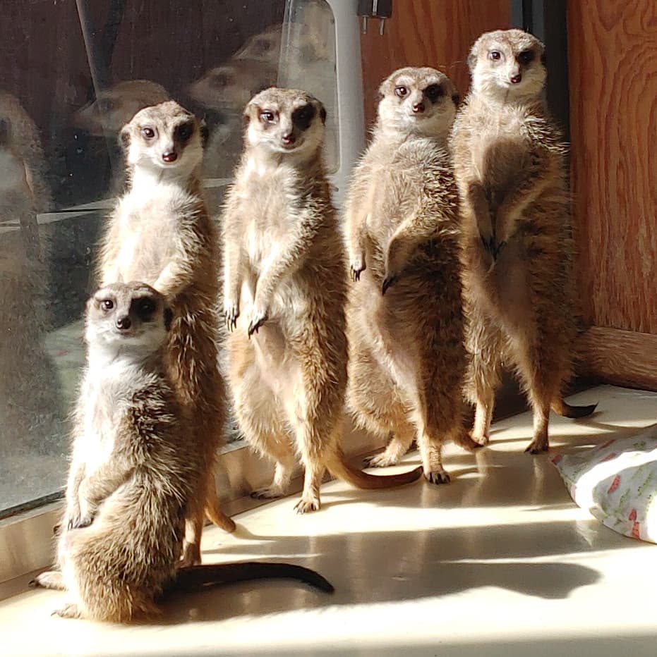 Meerkat Friends - meerkats