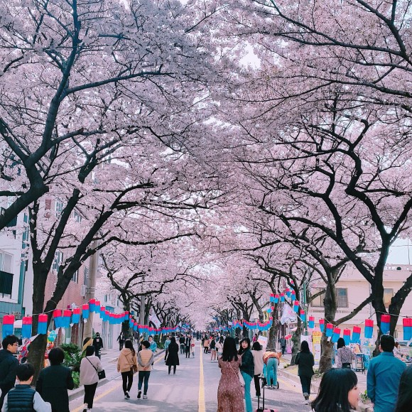 cherry blossom festivals - jeju