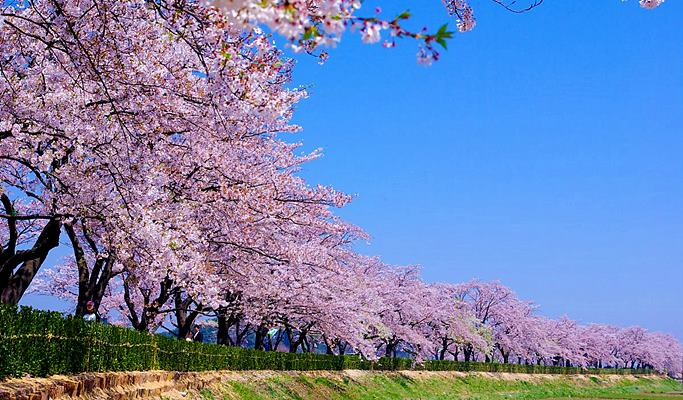 cherry blossom festivals - gyeongpo
