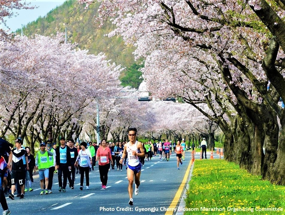 cherry blossom festivals - Gyeongju marathon