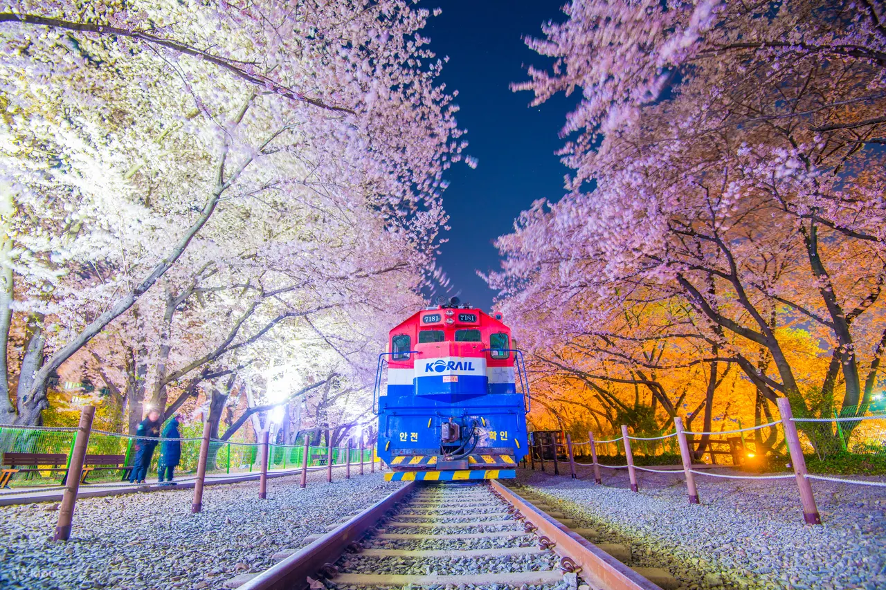 cherry blossom festivals - jinhae train