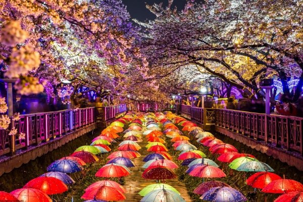 cherry blossom festivals - jinhae night