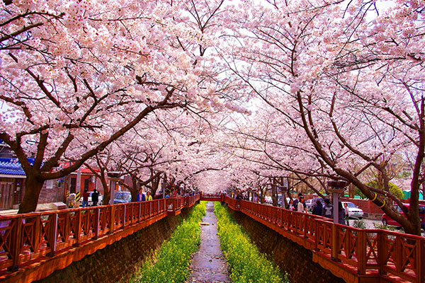 cherry blossom festivals - jinhae romance bridge