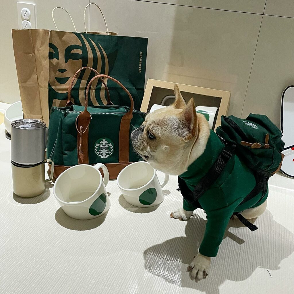 Dog-friendly Starbucks Korea - exclusive merch for pets