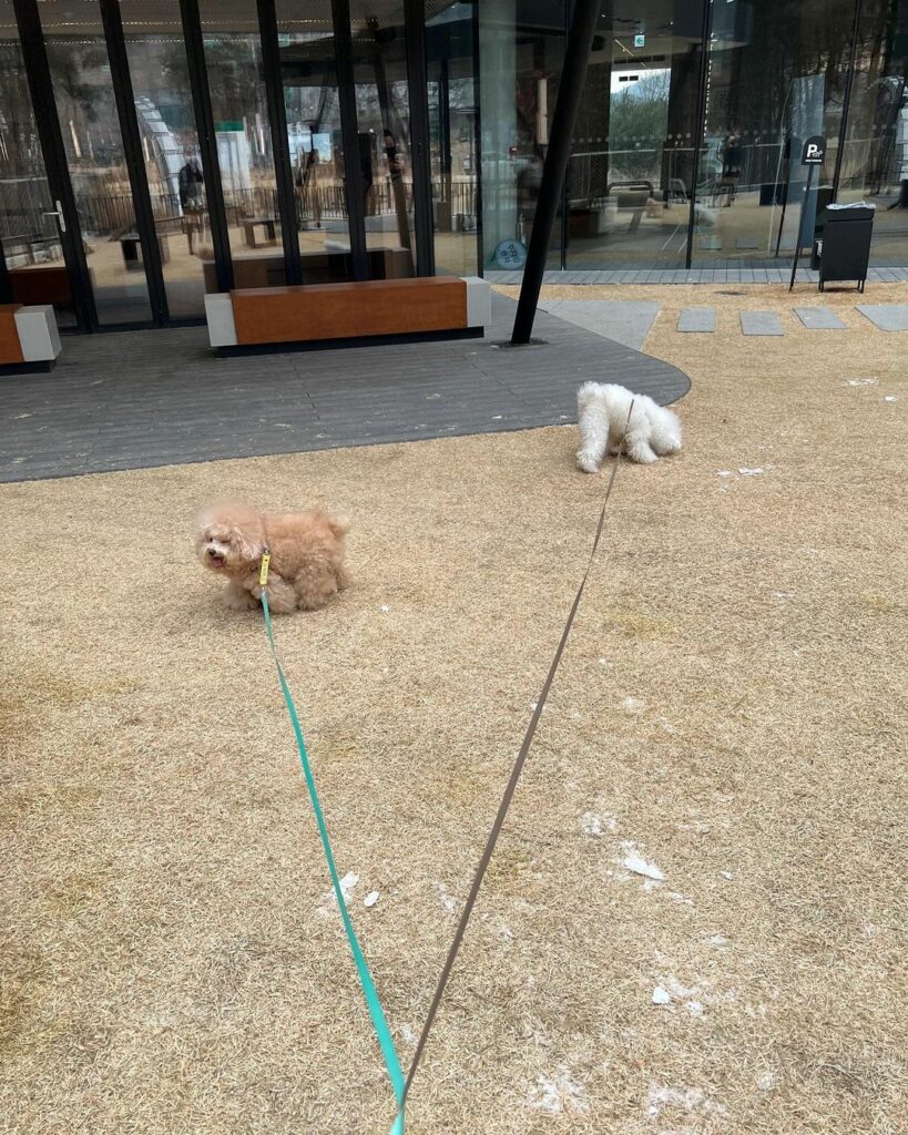 Dog-friendly Starbucks Korea - dogs running around the lawn in starbucks