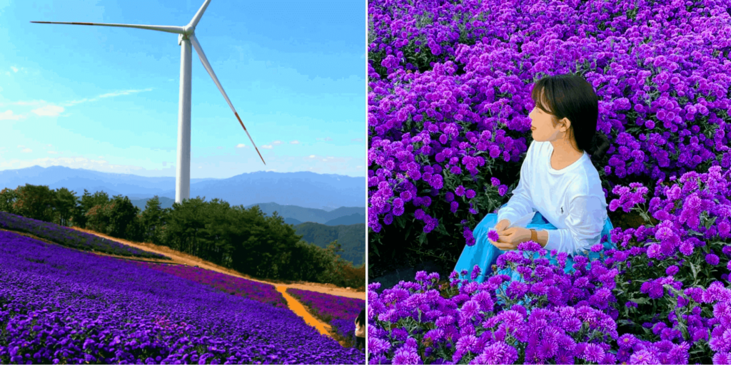 Geochang Gamaksan Wind Farm - purple chrysanthemums 