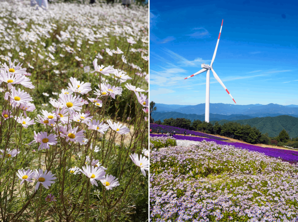 Geochang Gamaksan Wind Farm - flowers and windmill 