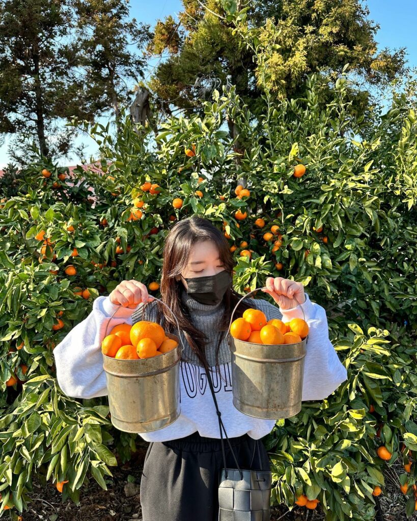 Little Prince Tangerine Field - tangerine-picking experience