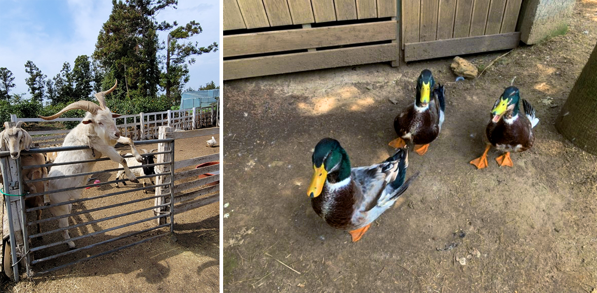 Little Prince Tangerine Field Cafe In Jeju Where You Can Feed Animals