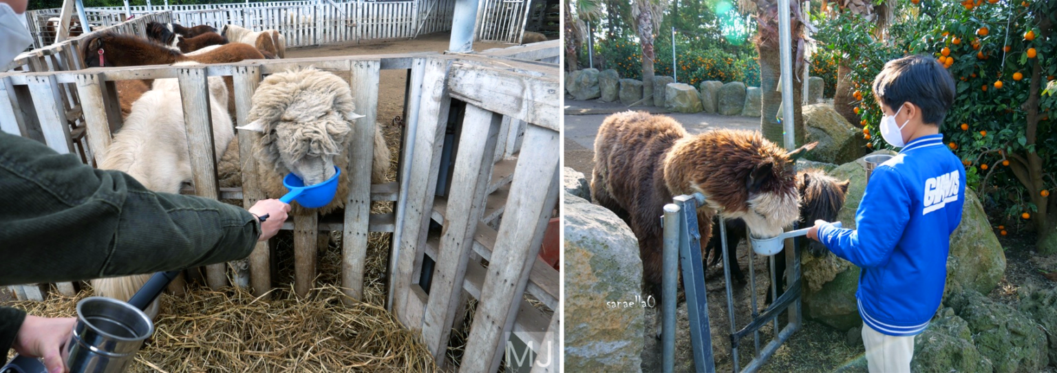 Little Prince Tangerine Field Cafe In Jeju Where You Can Feed Animals