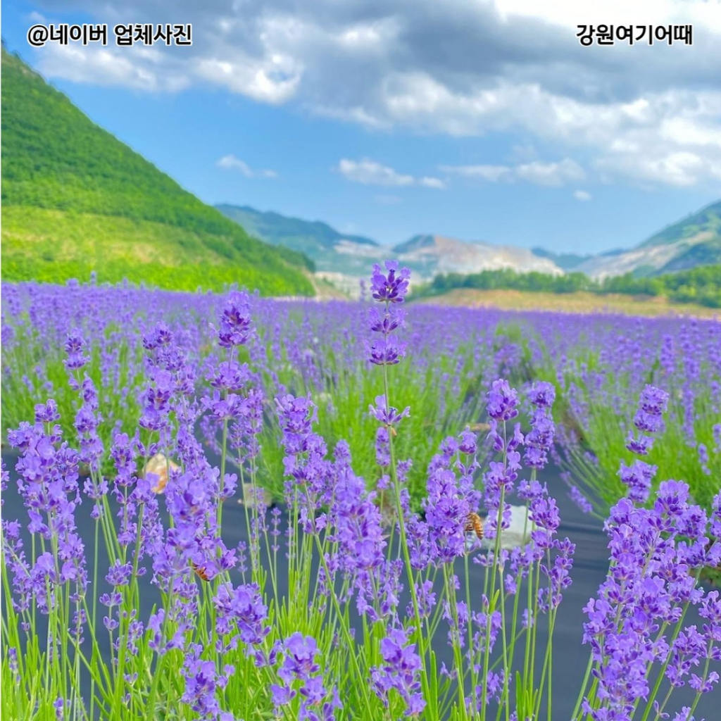 Mureung Byeolyucheonji - lavender fields 