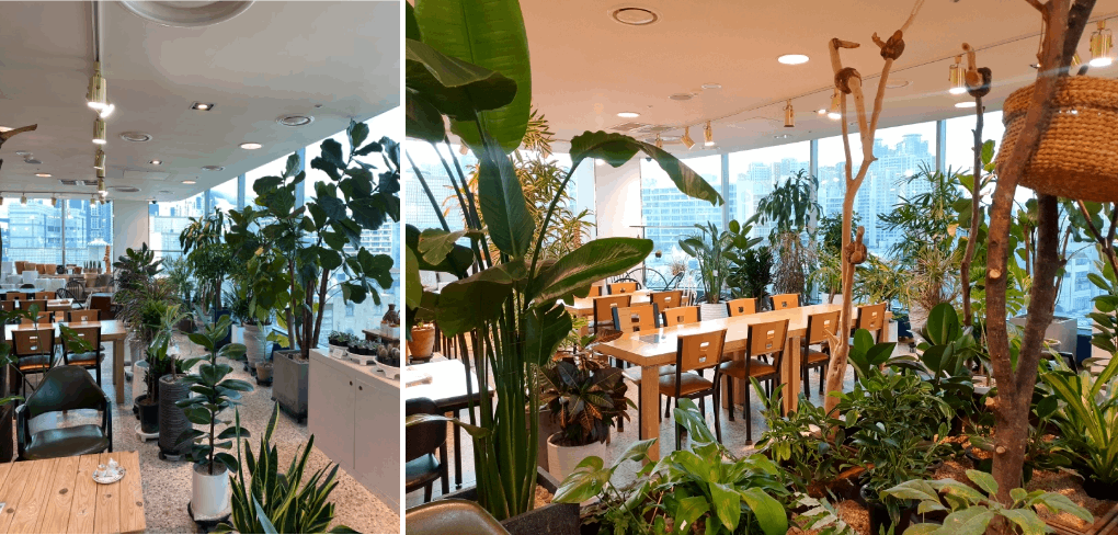 New cafes in Daegu - forest-themed cafe 